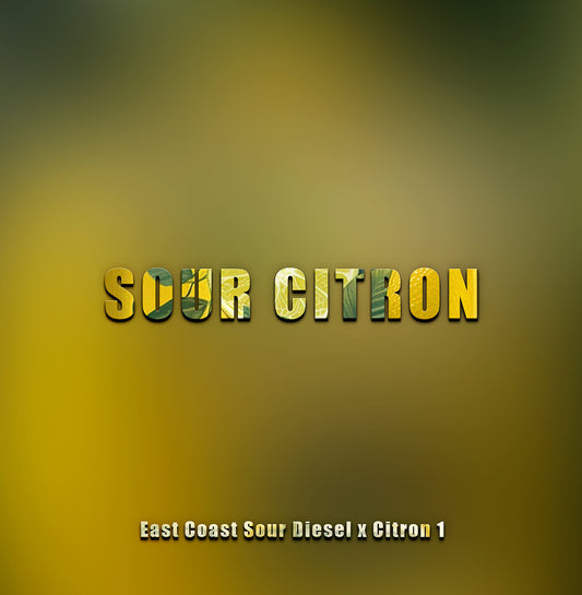 📀 Sour Citron (Fem)